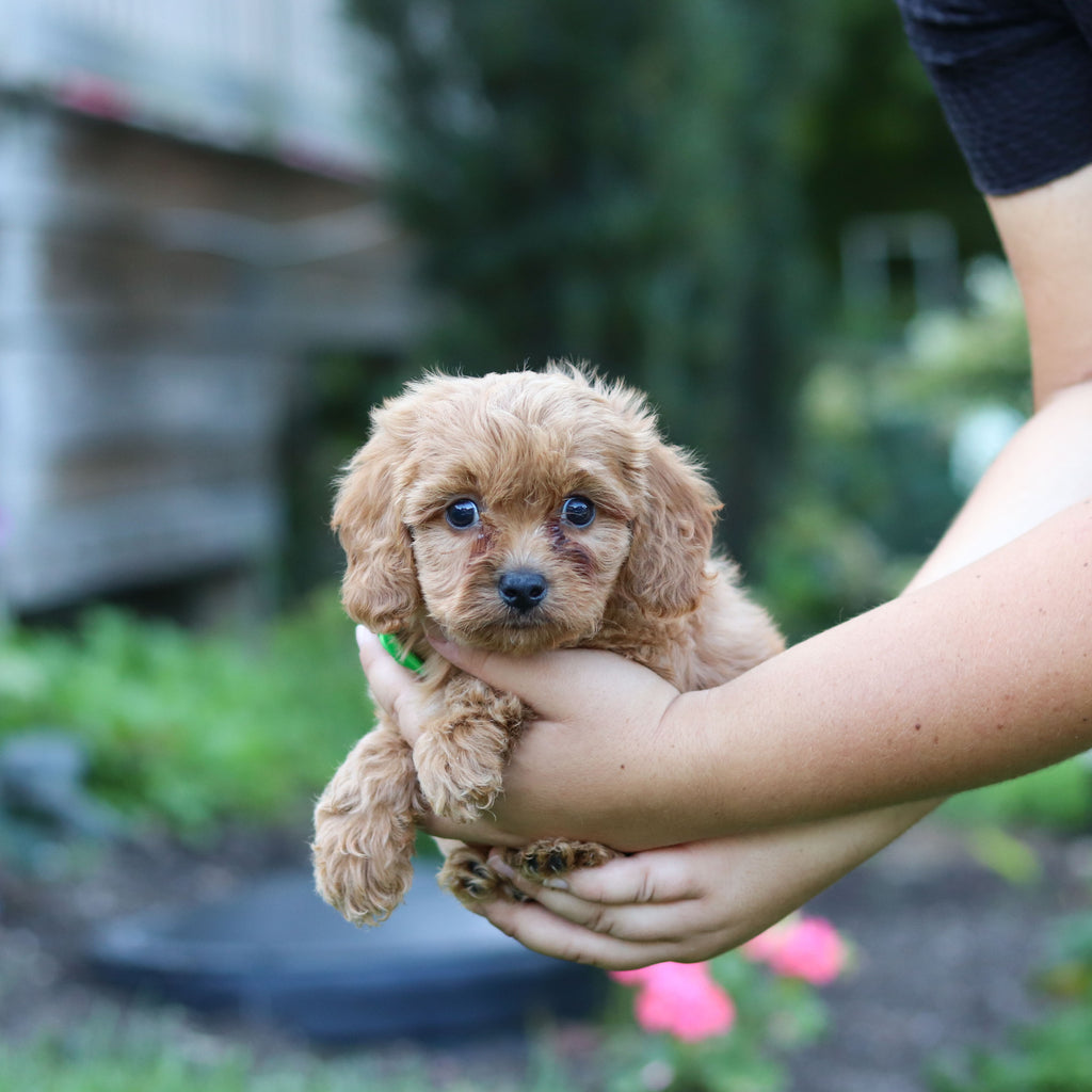 Churro - Available 9/24
