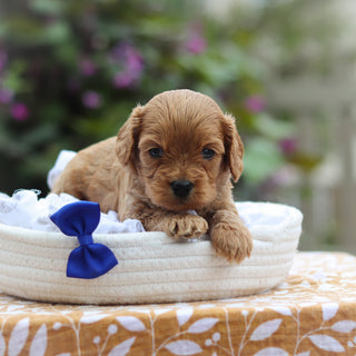 Churro - Available 9/24