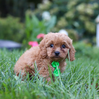 Churro - Available 9/24