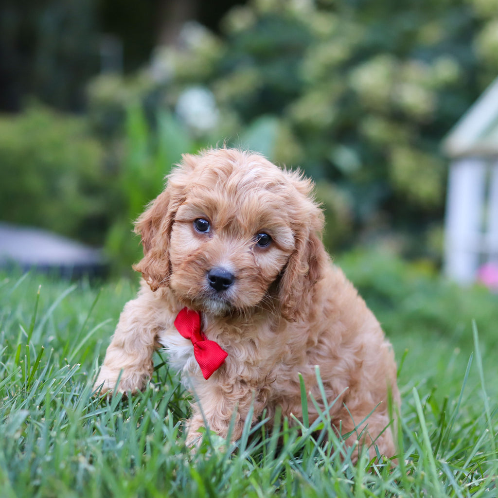 Choco - Available 9/24