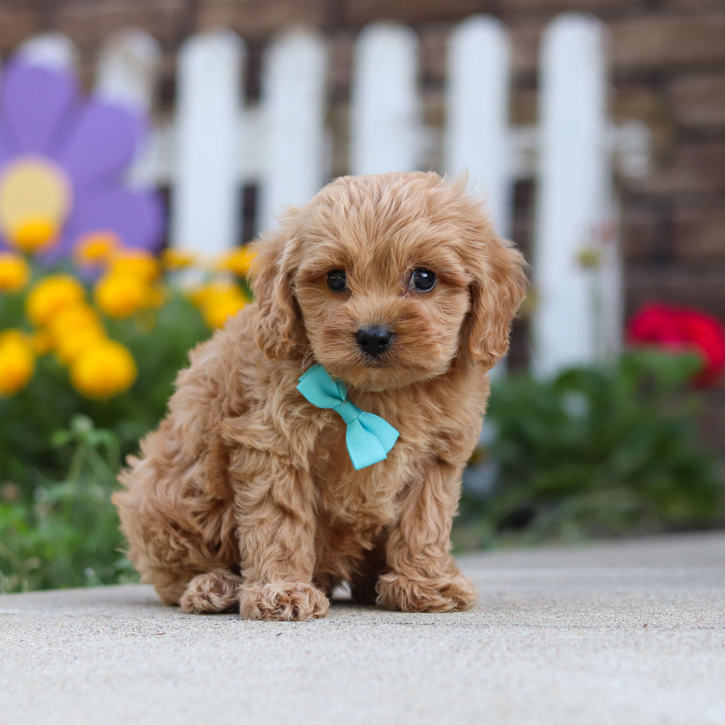 Chauncey - Available 9/24