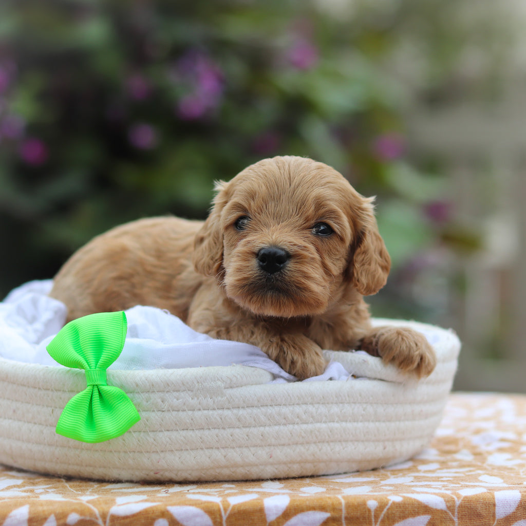 Chauncey - Available 9/24