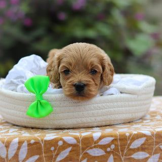 Chauncey - Available 9/24