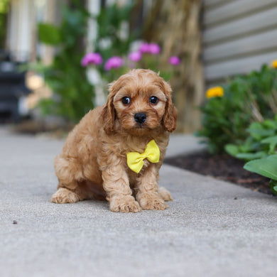 Chandler - Available 9/24