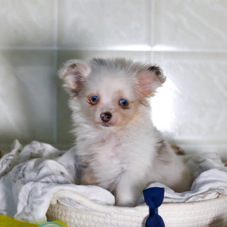 Jameston - Available 2/19