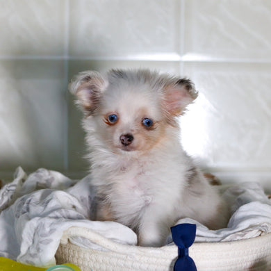 Jameston - Available 2/4