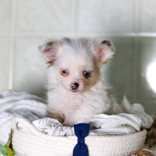 Jameston - Available 2/19