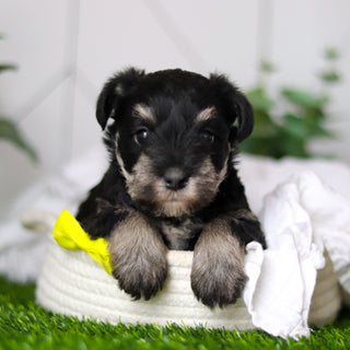 Wes - Available 2/18