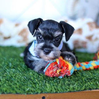 Wes - Available 2/18