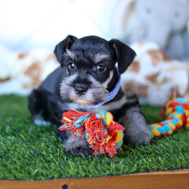 Wes - Available 2/18