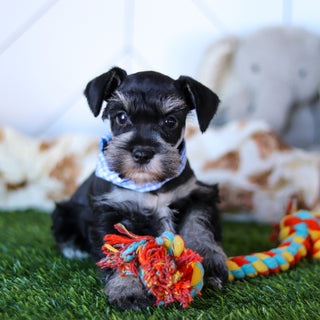 Wes - Available 2/18