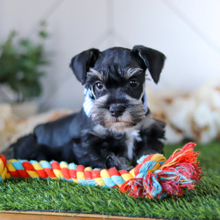 Wes - Available 2/18