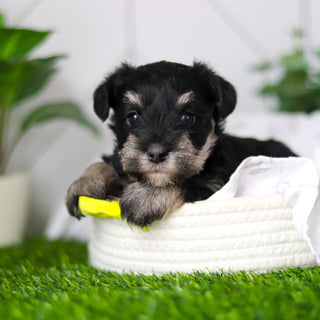 Wes - Available 2/18