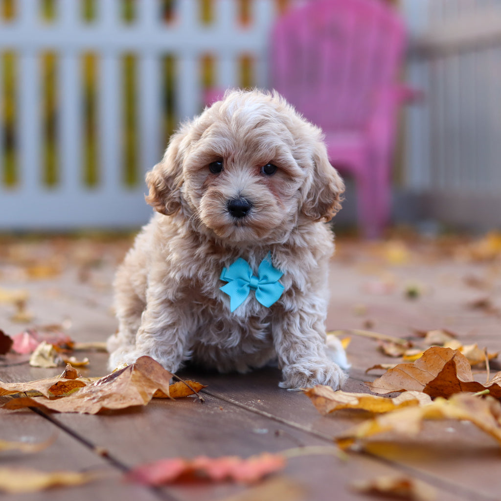 Floyd - Available 11/12