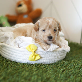 Forrest - Available 11/12