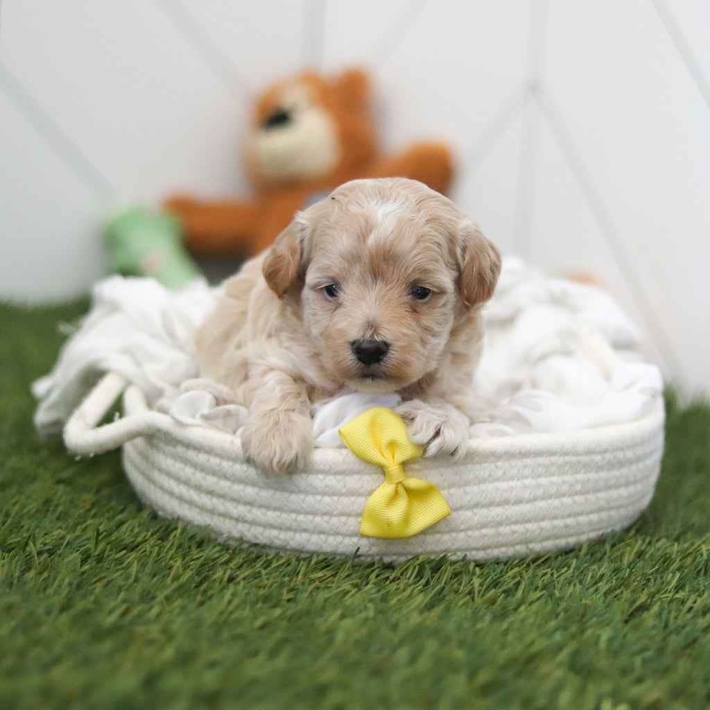 Forrest - Available 11/12