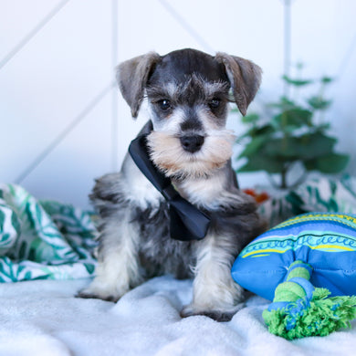 Rizzo - Available Now