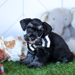 Wilson - Available 2/18