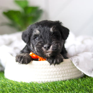 Wilson - Available 2/18