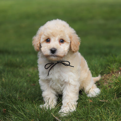 Tucker - Available 4/16