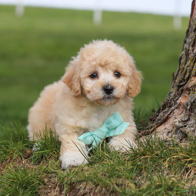 Tator - Available 4/16