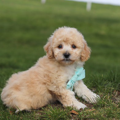 Tator - Available 4/16