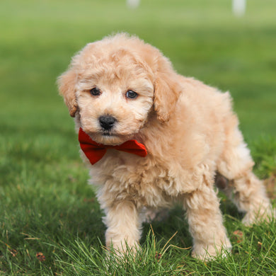 Titus - Available 4/16