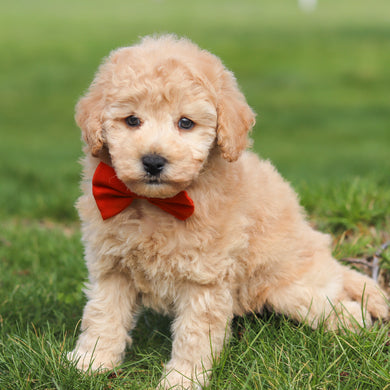 Titus - Available 4/16