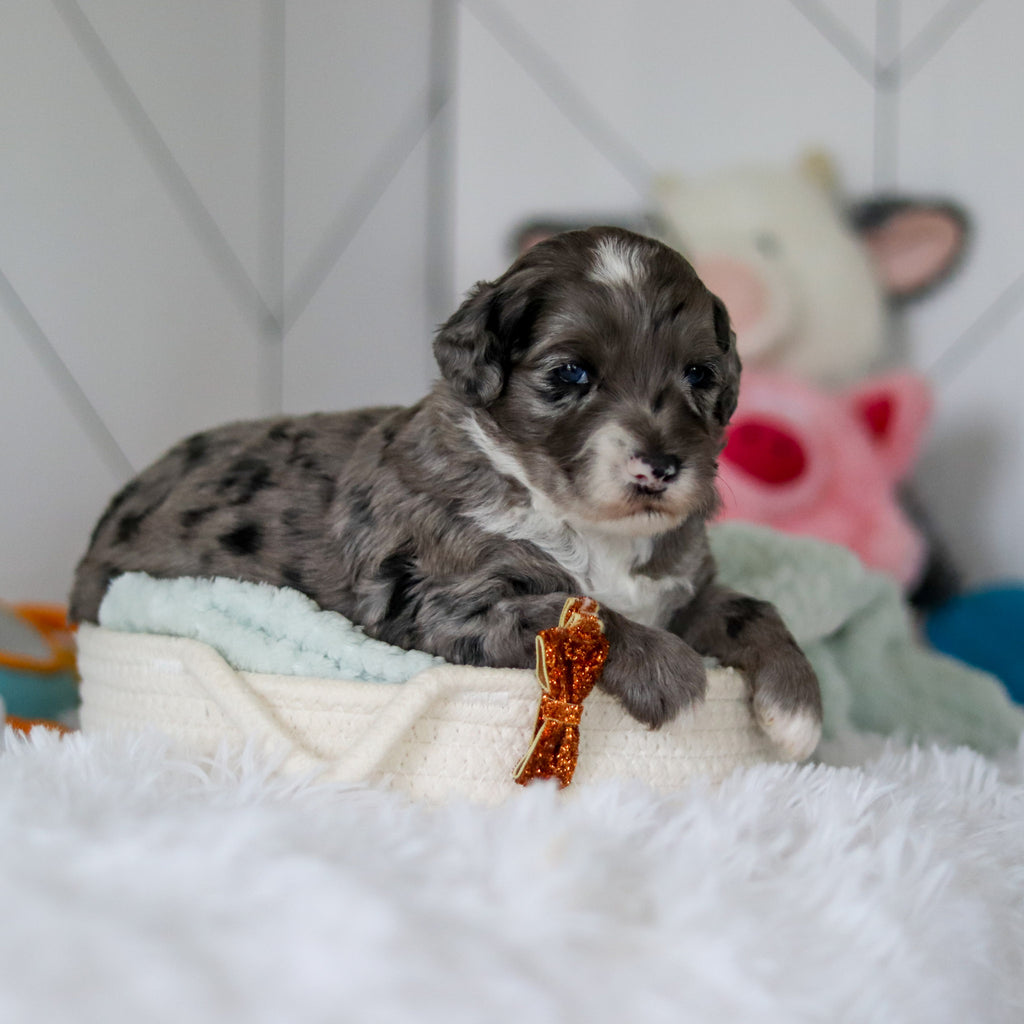 Spike - Available 5/28