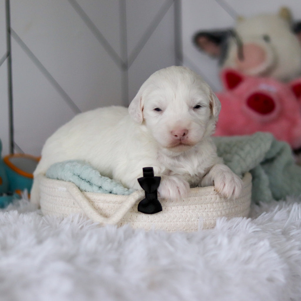 Spud - Available 5/28