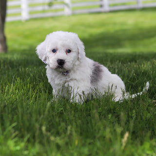 Scooter - Available 5/28