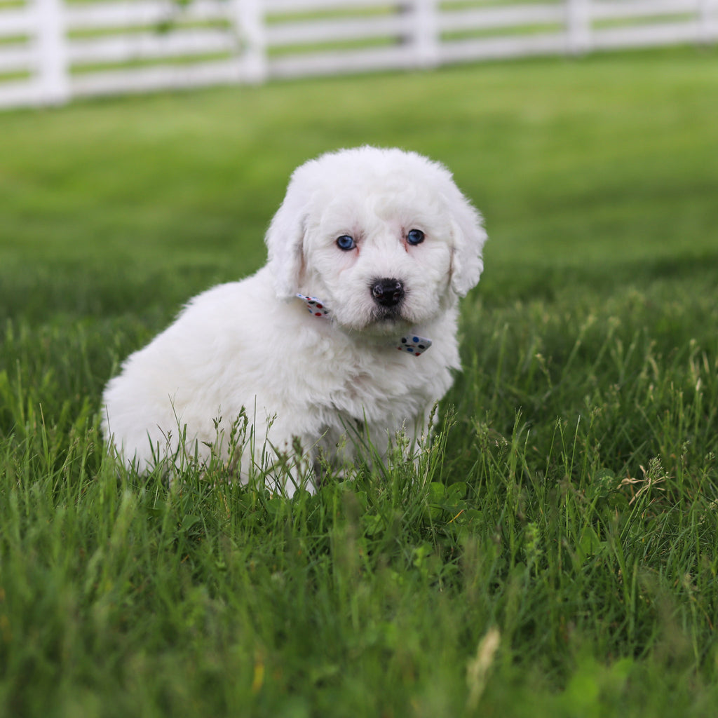 Scooter - Available 5/28