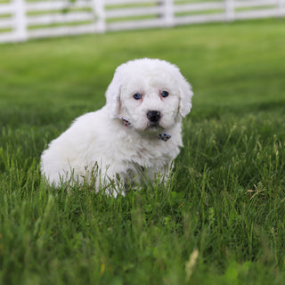 Scooter - Available 5/28