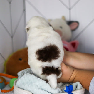 Willie - Available Now