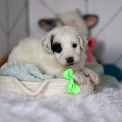 Wells - Available 5/21