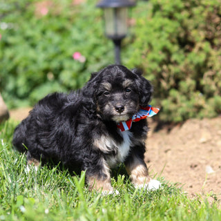 Reggie - Available 6/18