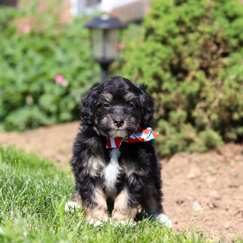 Reggie - Available 6/18
