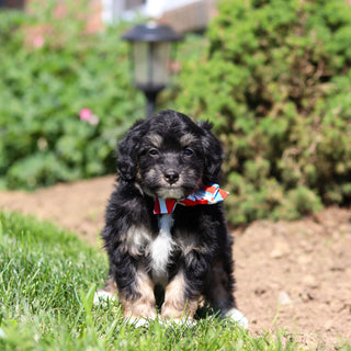 Reggie - Available 6/18