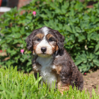 Rocko - Available 6/18