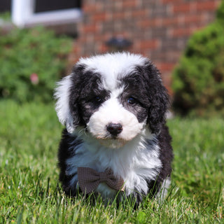 Aston - Available 6/18