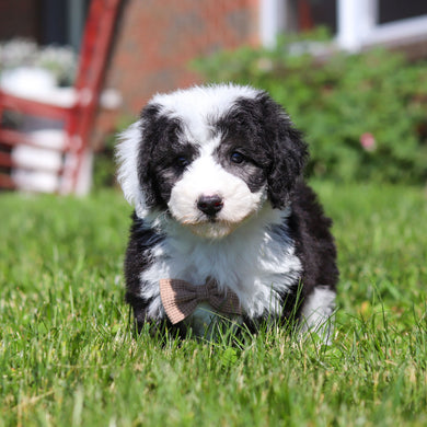 Aston - Available 6/18