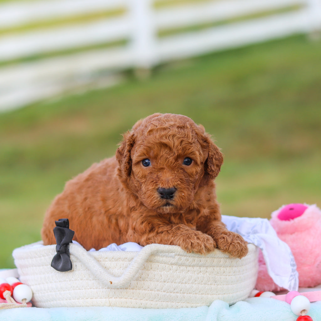 Monty - Available 9/3