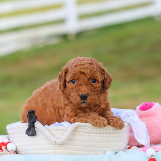 Monty - Available 9/3