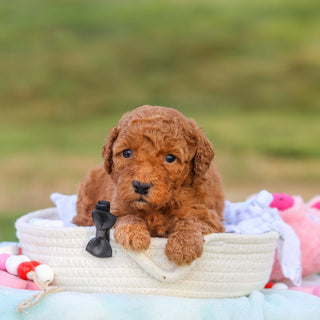 Monty - Available 9/3