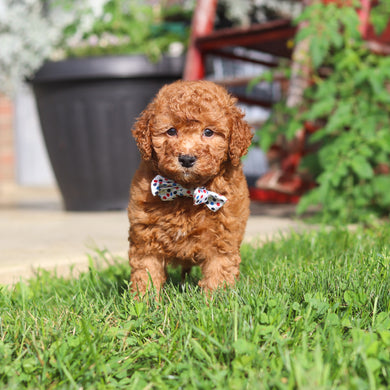 Monty - Available 9/3
