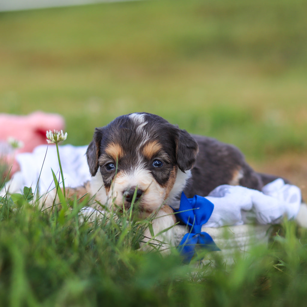 Dozer - Available 9/3