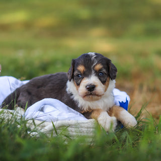 Dozer - Available 9/3