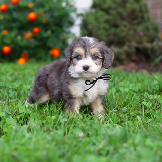 Dozer - Available 9/3