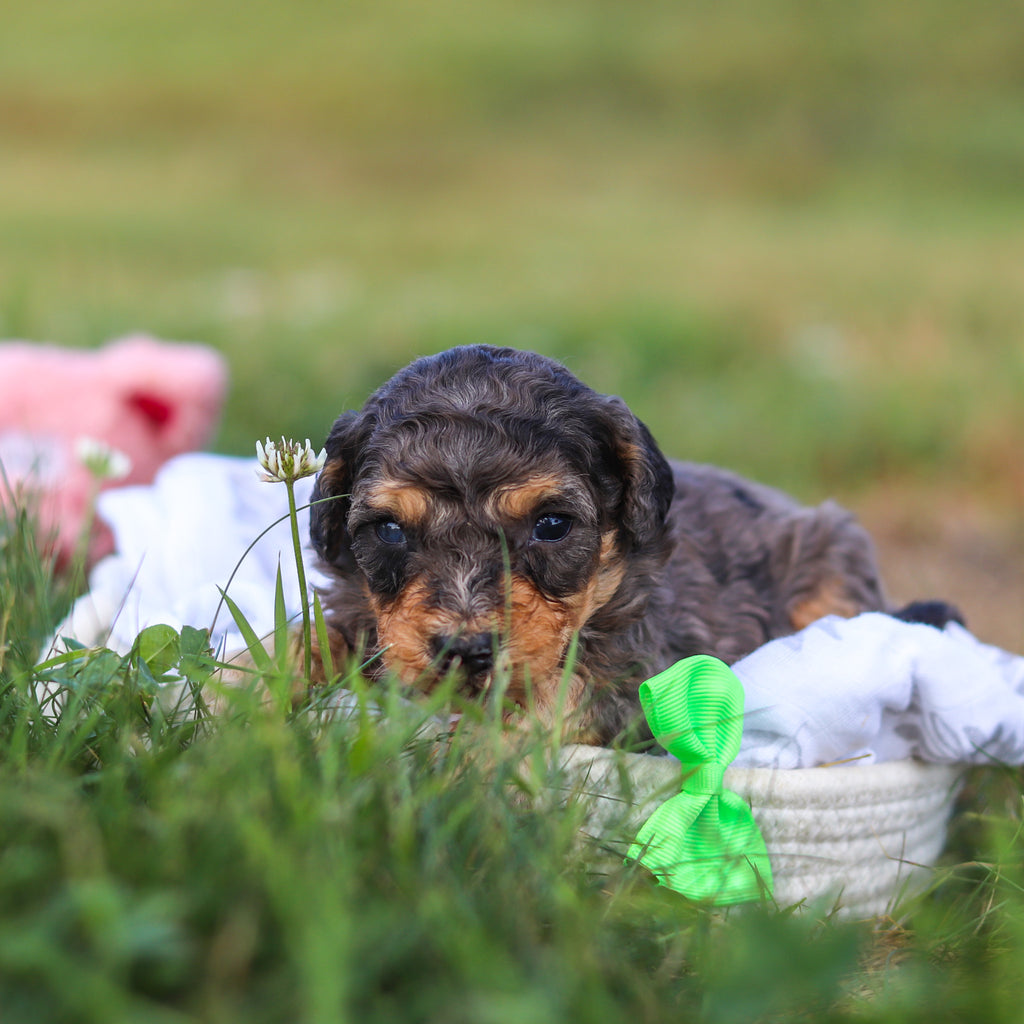 Dexter - Available 9/3