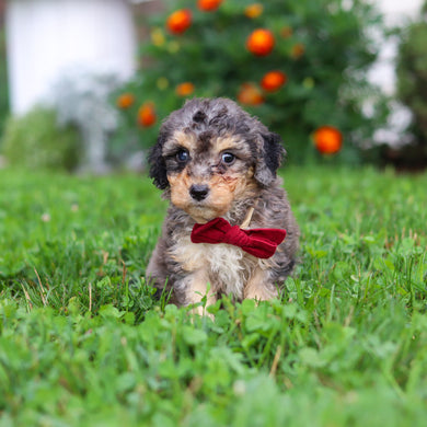 Dexter - Available 9/3